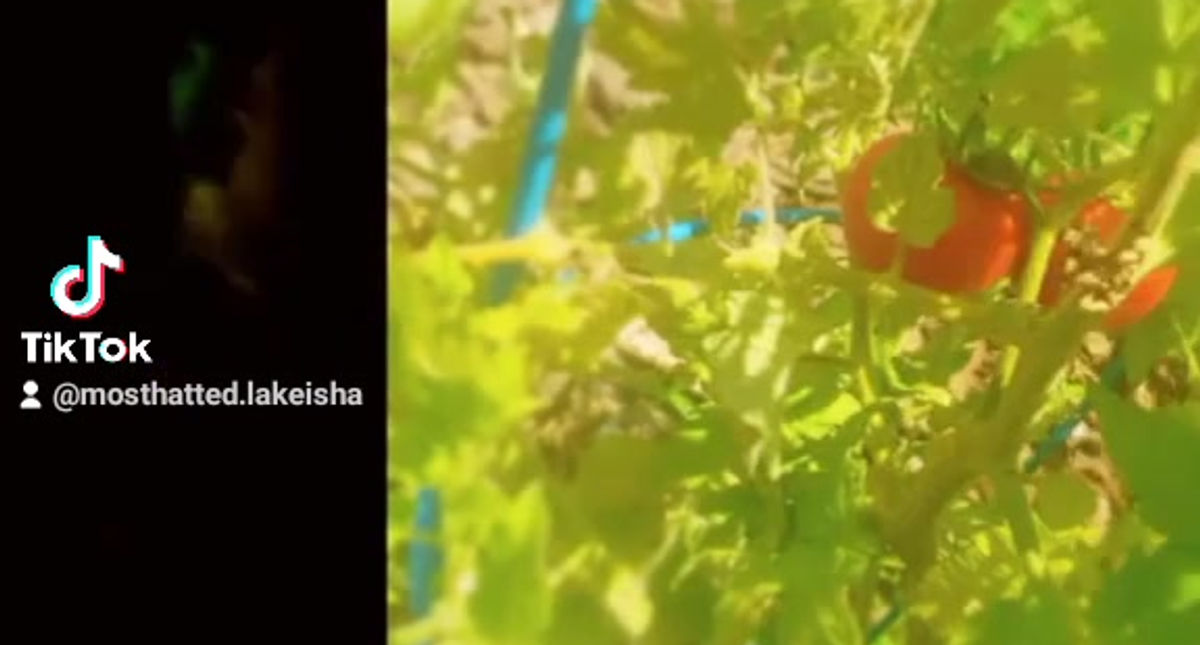 Produce Slide Show